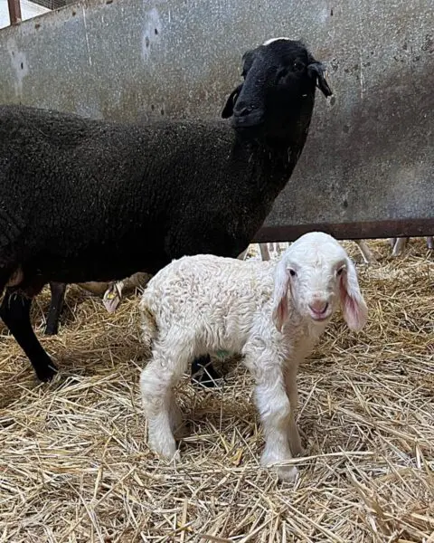 Corderos in vitro Assaf 02