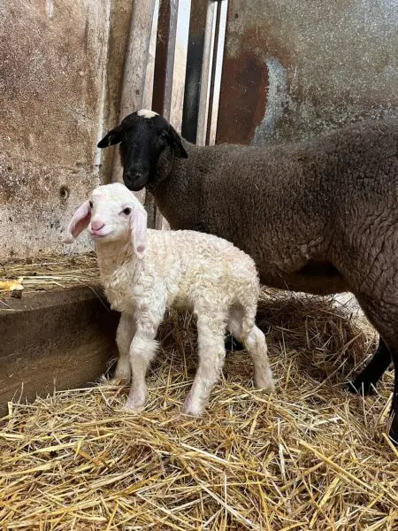 Corderos in vitro Assaf 01