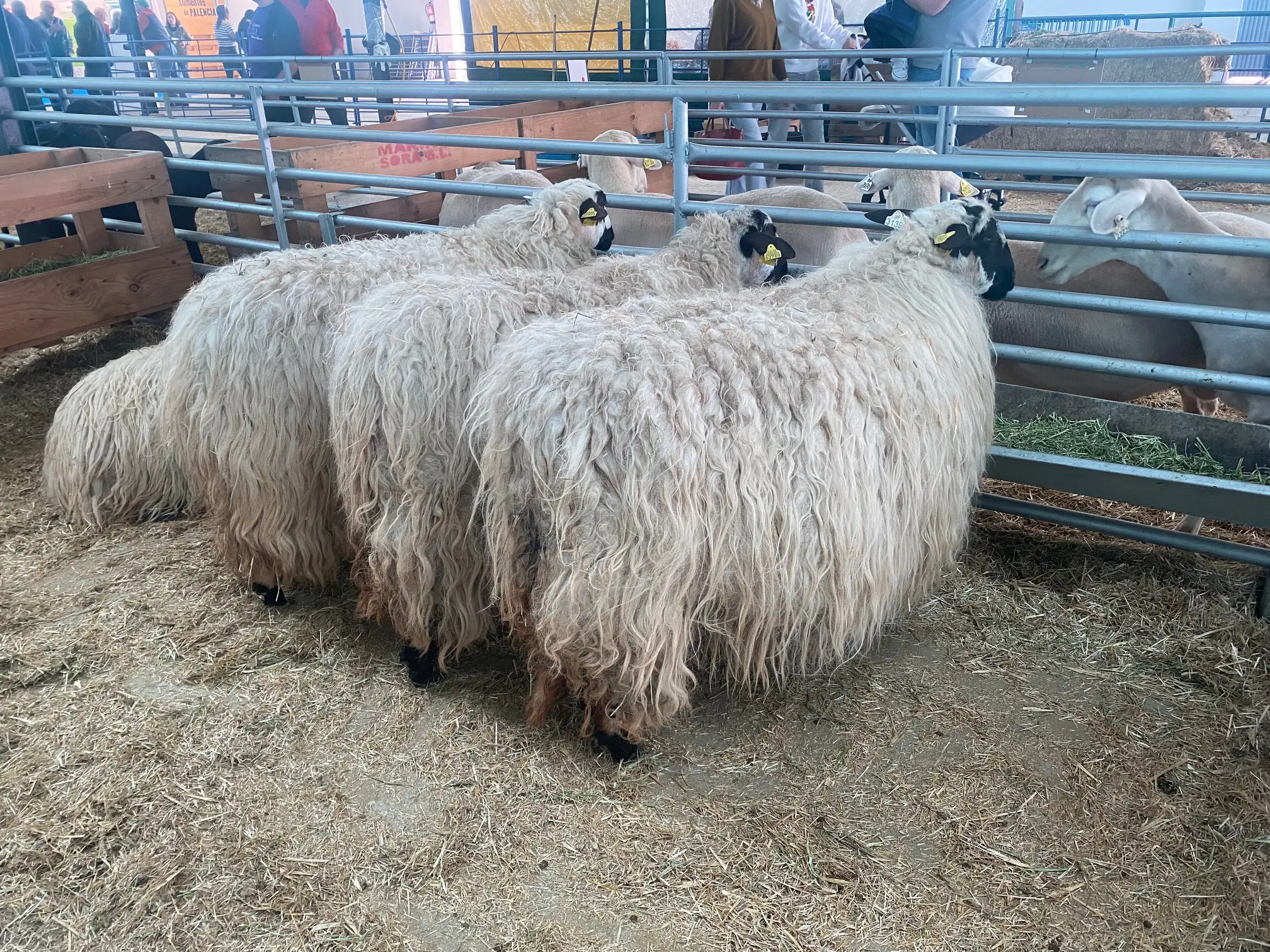 Hembras Feria Churra