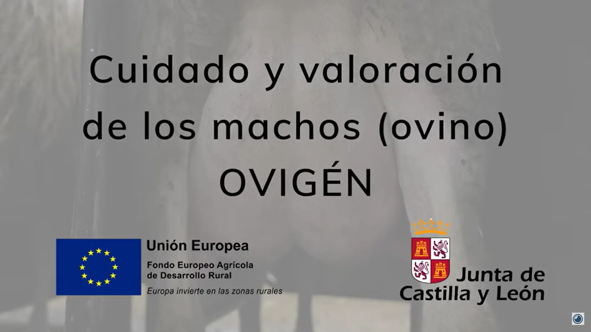 Smartovi Cuidado y valoración de los machos ovino