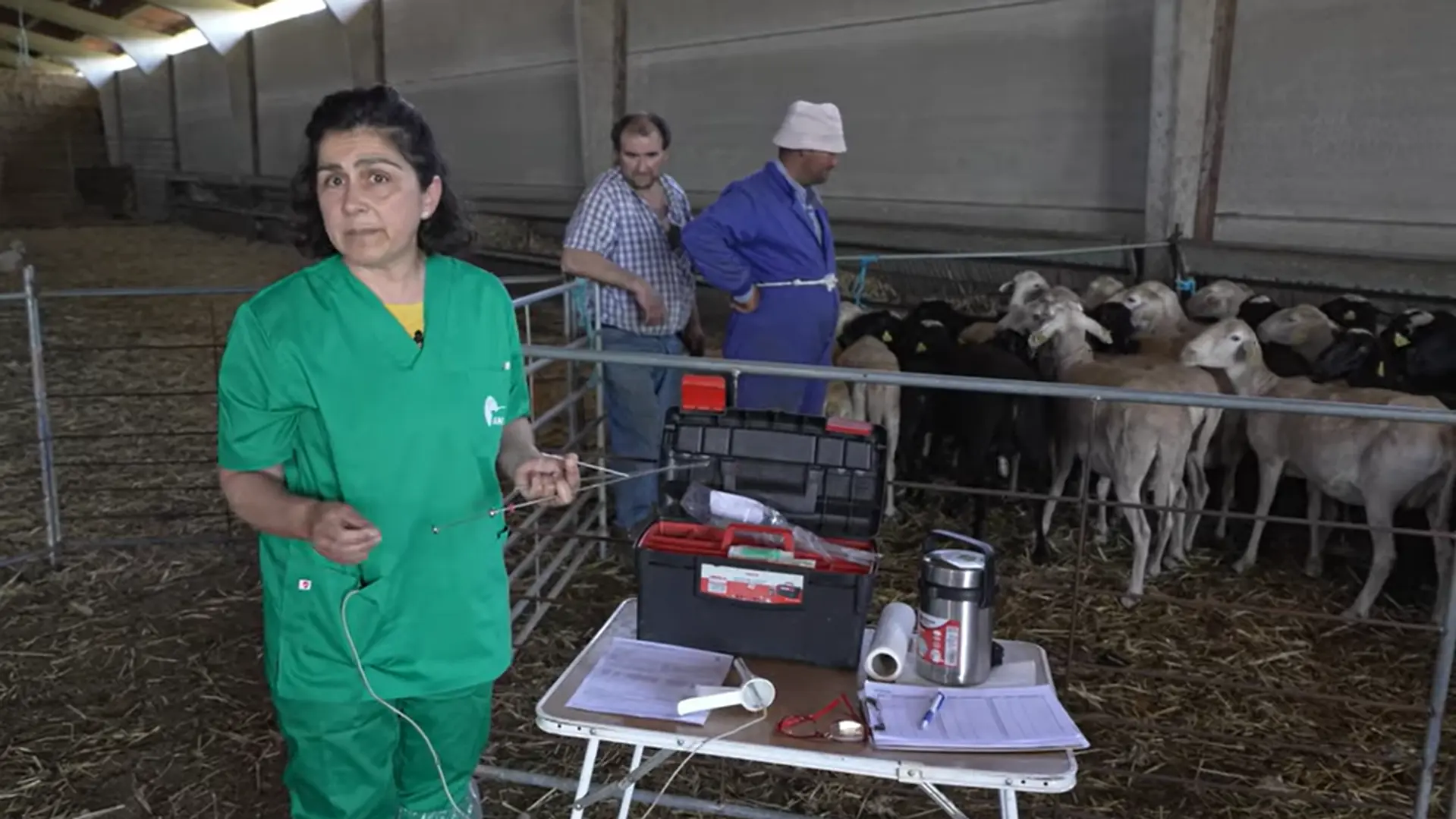 SMARTOVI - Inseminación artificial en ovino