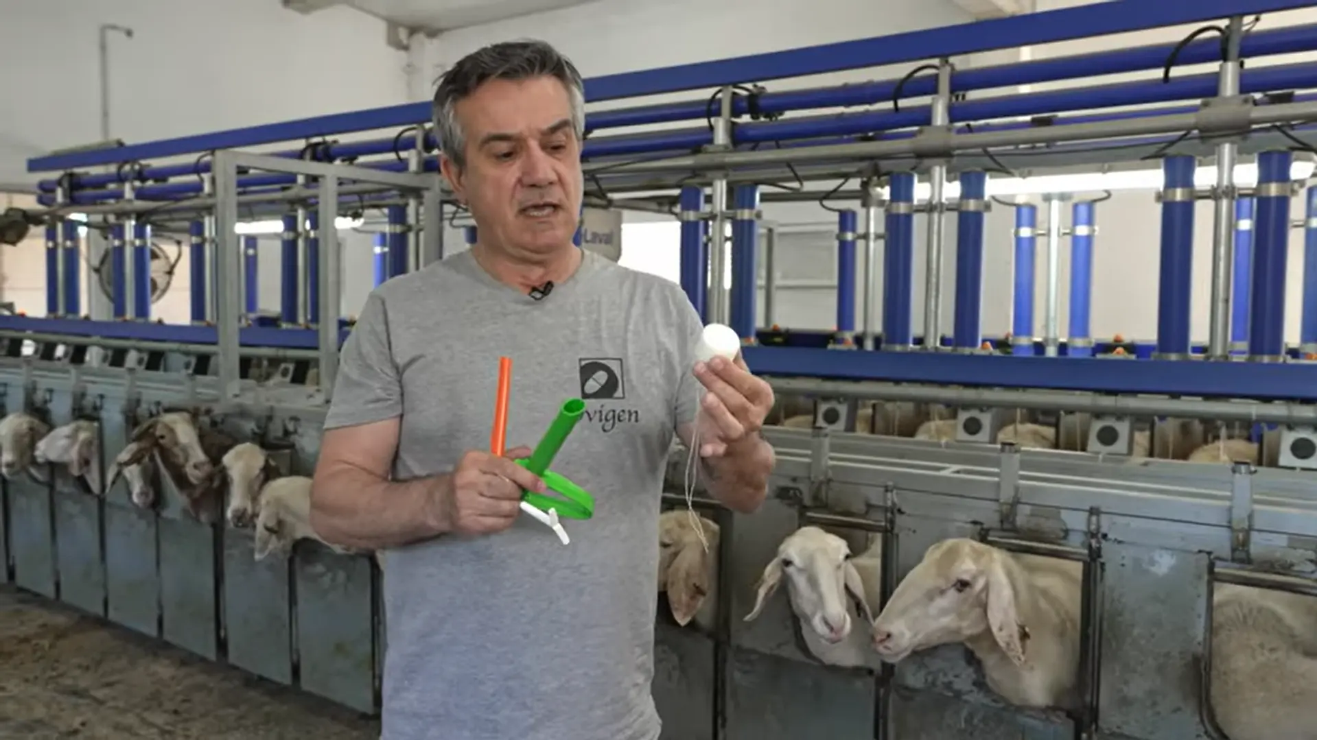 SMARTOVI - Sincronización de celos de ovejas