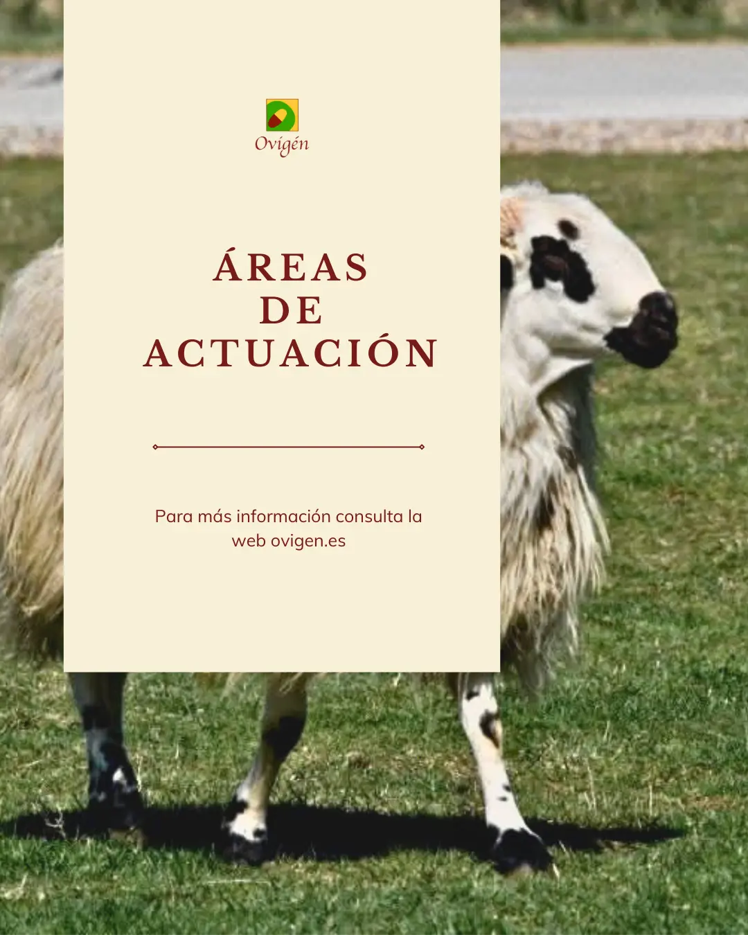 Áreas de actuación