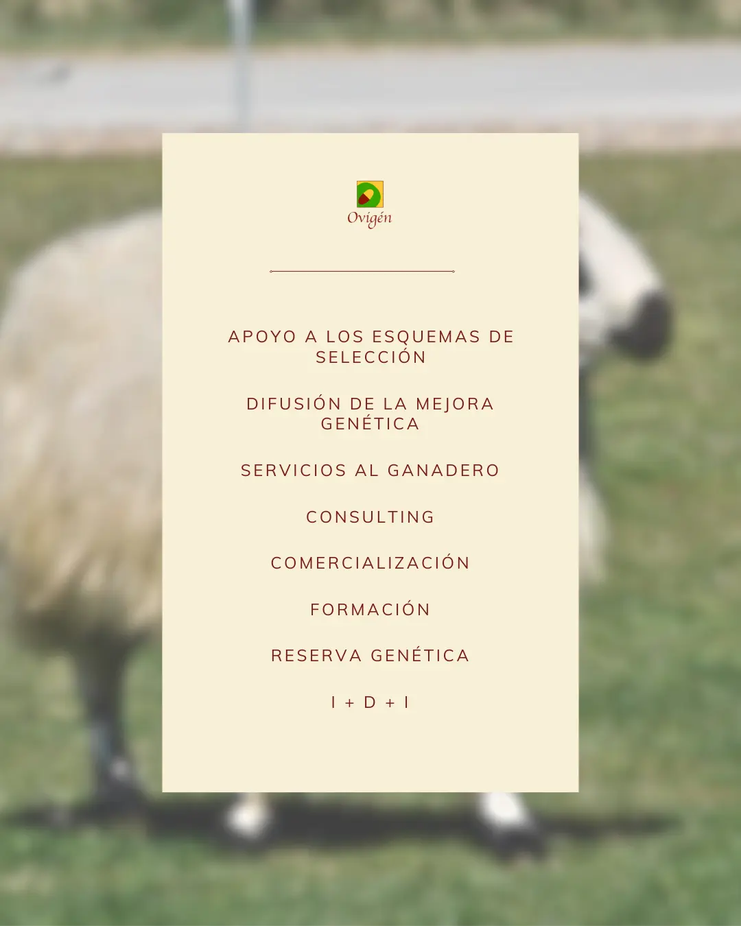 Descripción áreas de actuación